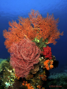 Underwater Bouquet at Komodo.  These sea fans were about ... by Richard Witmer 
